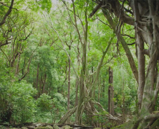 Oahu Moped, Scoot Coupe & Bike Map Tour Routes